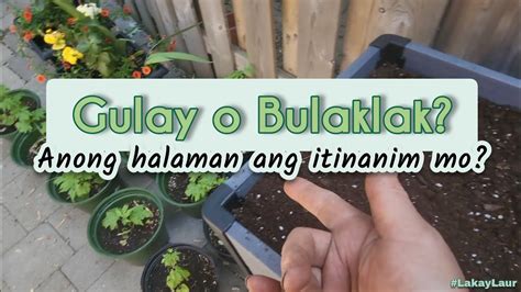 sabik sa titi|Sabik sa Dilig ng Hardinero Ang Bulaklak ni Tita.